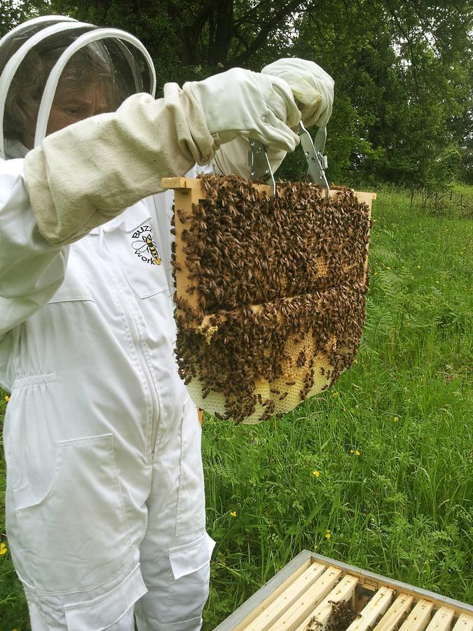 13 Bees Bed and Breakfast Confolens Exteriör bild